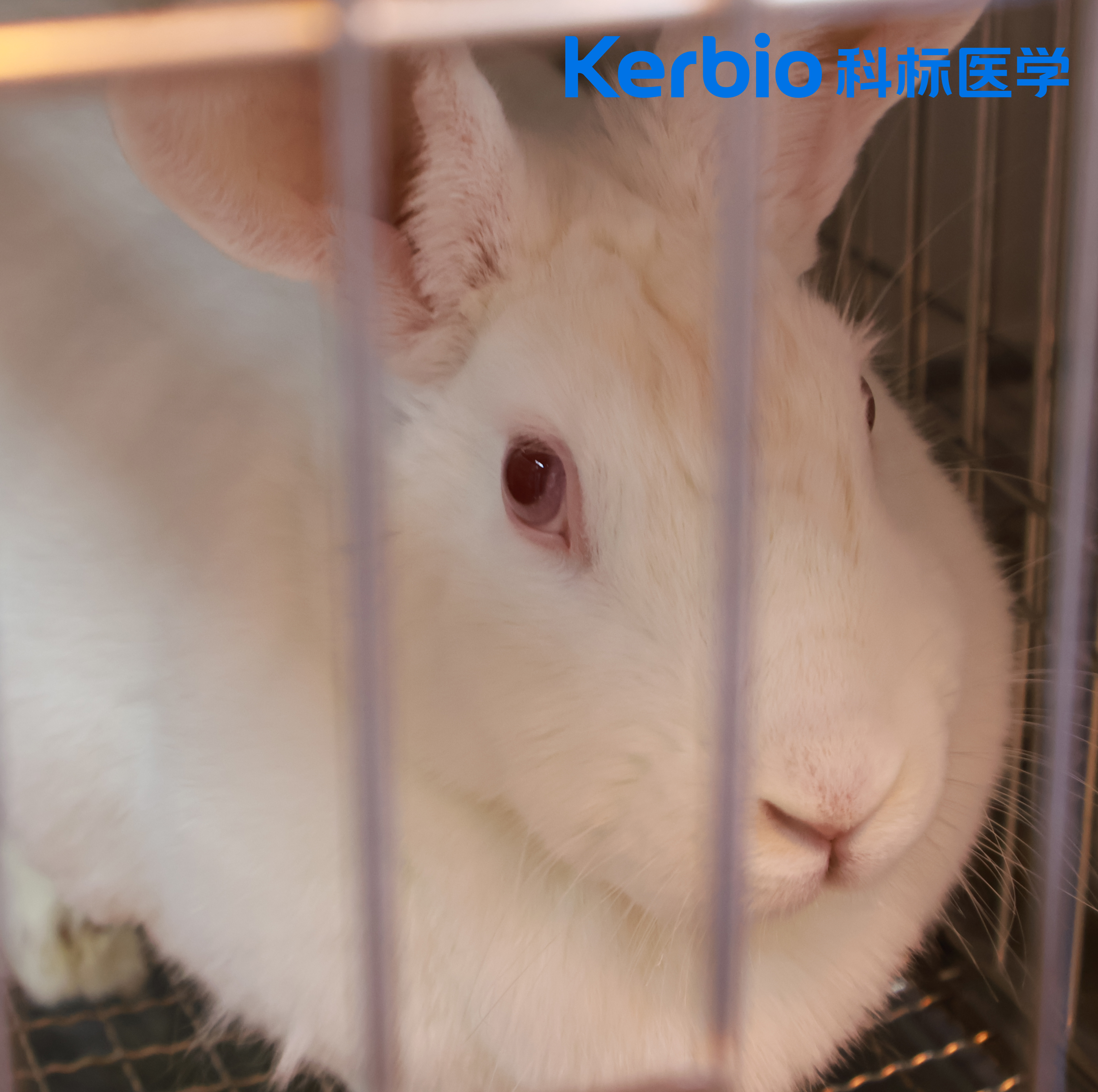 保健食品檢測
